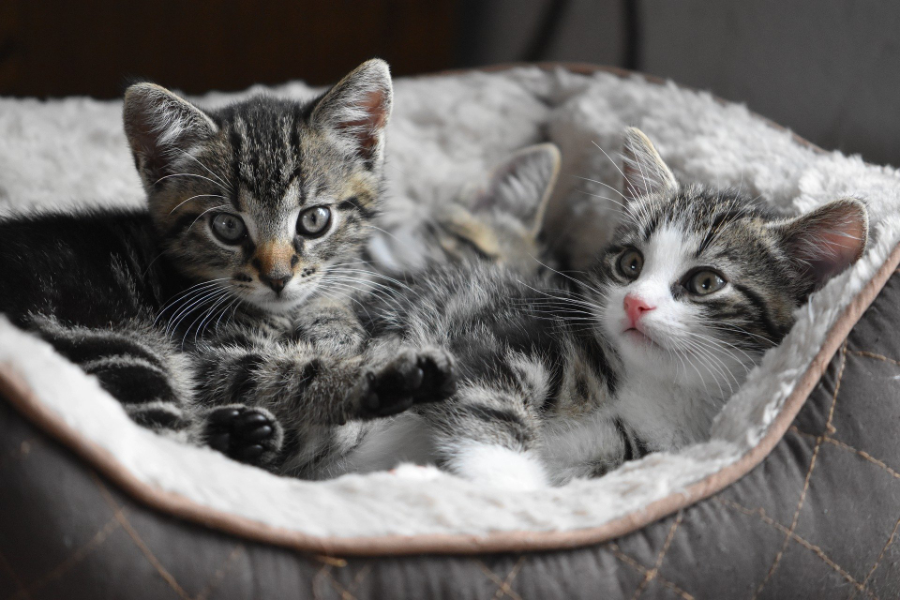 Kat blijft populairste huisdier in Europa volgens nieuwe FEDIAF-cijfers & Garden Pro